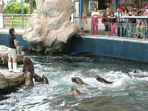 Sea Lion Feeding Time at Oceanografic, 29/05/11 - ZooChat