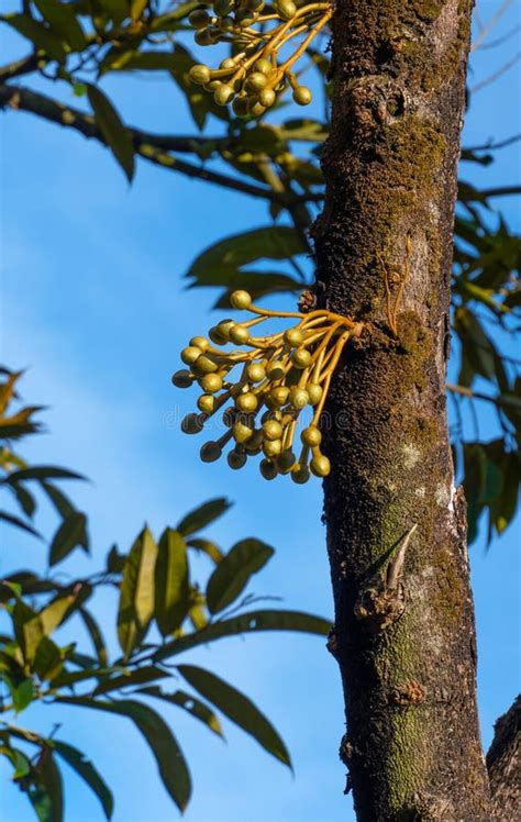 Durian Flowers on the Durian Tree Stock Image - Image of closeup, bokeh: 253832439