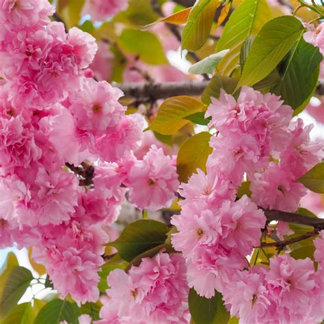 Flowering Cherry Blossom Trees Ireland, Cullen Nurseries,