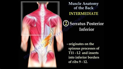 Muscle Anatomy Of The Trunk - Everything You Need To Know - Dr. Nabil Ebraheim - YouTube