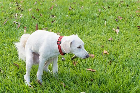 What Causes Mushy Poop In Dogs