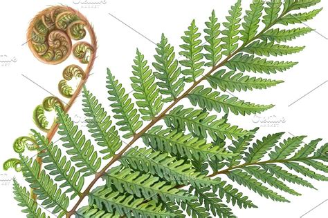 Silver Fern Pencil Illustration | Pencil illustration, Flower sketches ...