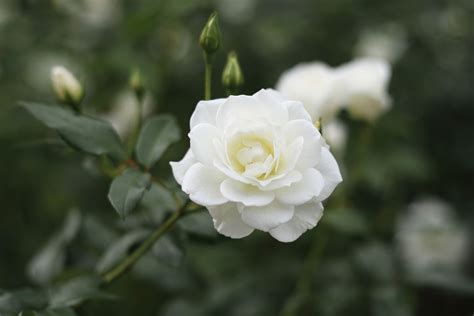 Wallpapers Of White Flowers