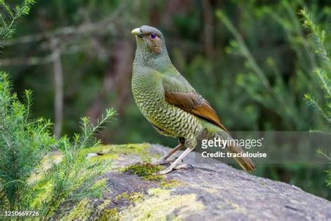 91 Satin Bowerbird Stock Photos, High-Res Pictures, and Images - Getty ...