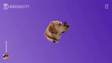 Dog-in-sunglasses GIFs - Get the best GIF on GIPHY