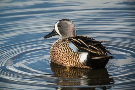 Len's Lens - Confessions of a digiscoper: Marin County: Blue-winged Teal - Anas discors