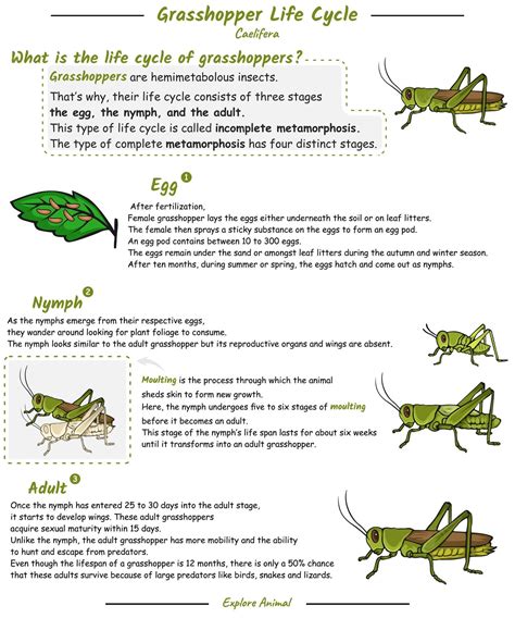 Premium Vector | Grasshopper life cycle with explanation