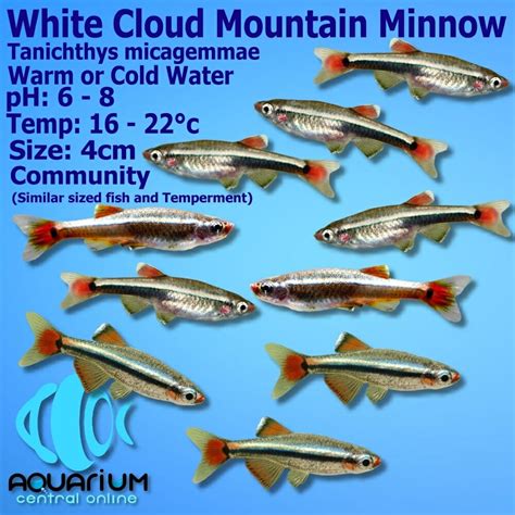 White Cloud Mountain Minnow (Tanichthys micagemmae) 2-3cm - Aquarium ...