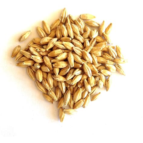 Malted Barley Grain for SST - Certified Organic – BuildASoil