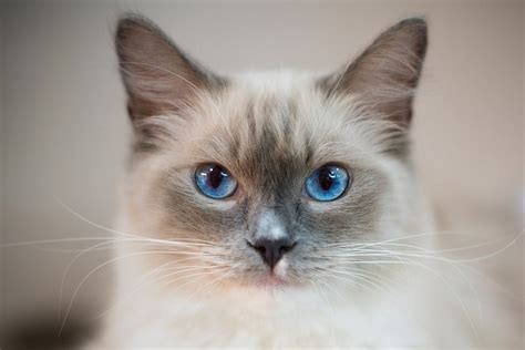 Do Ragdolls Always Have Blue Eyes? – Meowhoo.com – KeepingDog