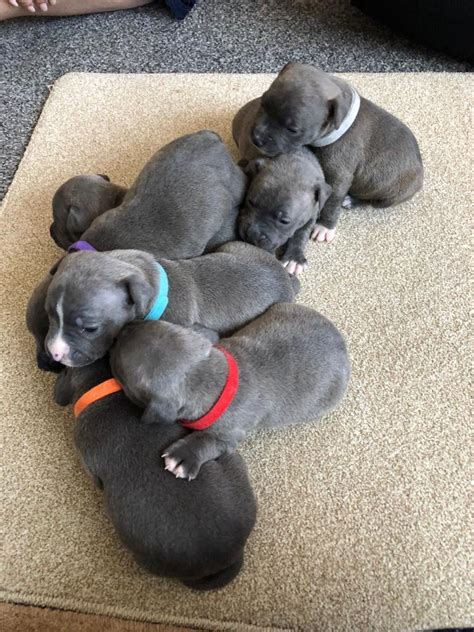 Blue staffy puppies | in Sevenoaks, Kent | Gumtree