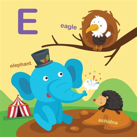 Illustration Isolated Alphabet Letter E-eagle,echidna,elephant.vector ...