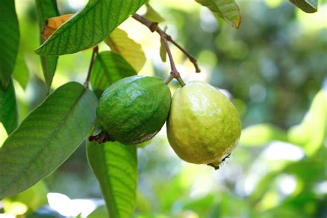 Pink Guava: Description, Flavor, Benefits, And Uses - Gardeners' Magazine