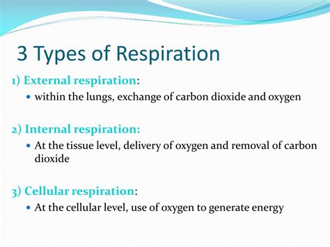 PPT - The Respiratory System PowerPoint Presentation, free download ...