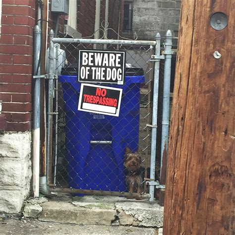 Dangerous Beasts Behind “Beware Of The Dog” Signs