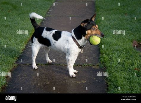 Miniature Jack Russell terrier Stock Photo - Alamy