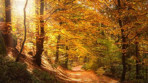 Plongez dans un bain de forêt en Ardenne