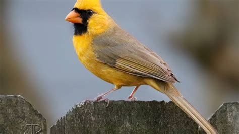 Photographer captures 'one in a million' yellow cardinal