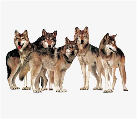 Una Manada De Lobos, Wolf, Animal PNG, Una Manada De Lobos Animales ...