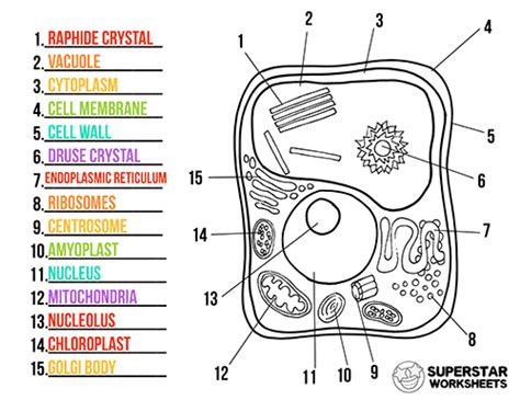 Plant Cell Printable Worksheet