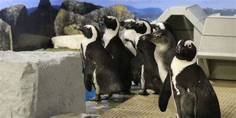 New Penguins Arrive at The Florida Aquarium