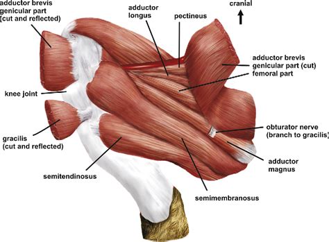 [PDF] The hip adductor muscle group in caviomorph rodents: anatomy and homology. | Semantic Scholar