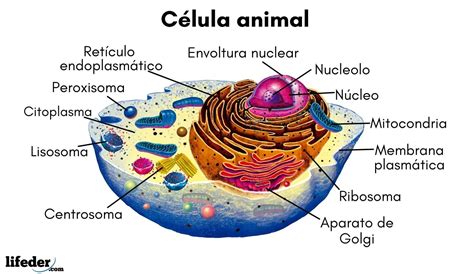 Célula animal: características, partes, funciones, ejemplos