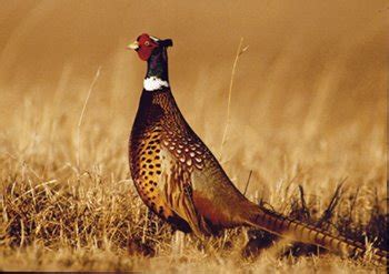 Pheasants Forever Volunteers Form New Local Chapter in Pennsylvania’s ...