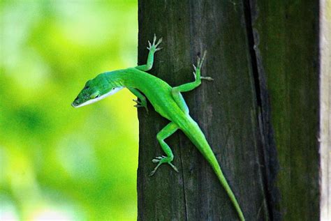 Green Anole