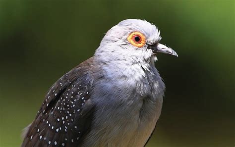 What Birds Can Teach Us about Flying Robots - Scientific American