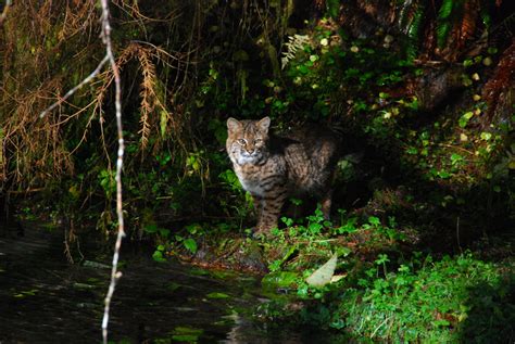 Bobcat - Lynx rufus - NatureWorks