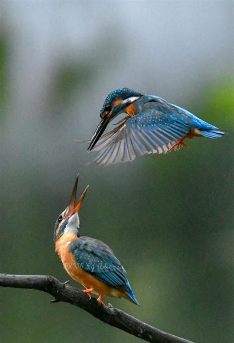 Kingfisher (Bird) Wallpapers (47+ images inside)