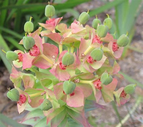 Euphorbias: Plant Care and Collection of Varieties - Garden.org