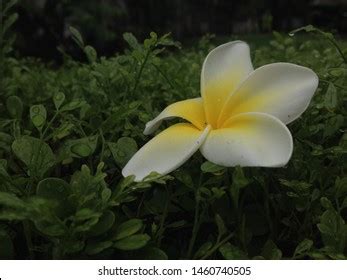 275 National flower of nicaragua Images, Stock Photos & Vectors ...