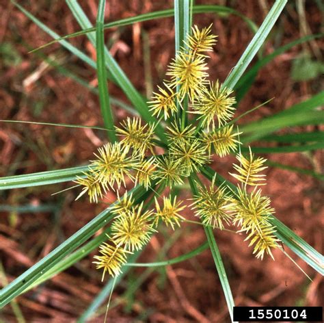 Yellow Nutsedge | Cornell Weed Identification