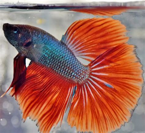 3 Best Low Maintenance Fish to Keep as Pets - Officially Pets