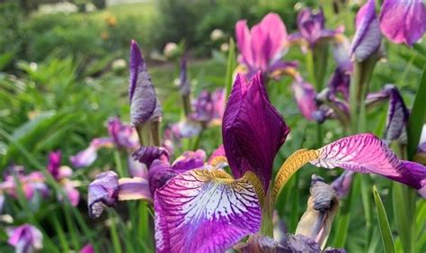 Growing Siberian Iris, Iris