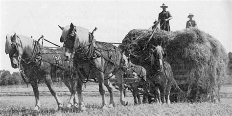 Why Work Horses - Farming Systems & Approaches - Small Farmer's ...