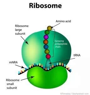 Weizmann Scientists Demonstrate Self-Synthesis & Self-Assembly of 30S ...