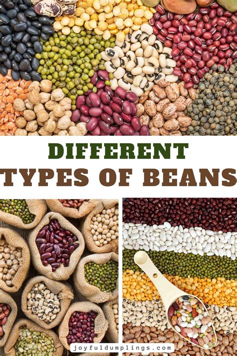 Types Of Beans