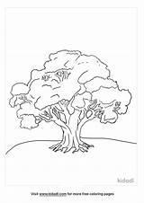 20  Oak Tree Coloring Page PauletteAyla sketch template