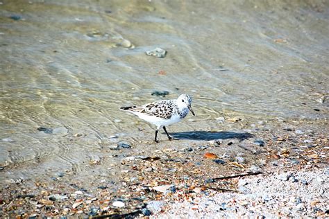 Sanderling on the Beach Photograph by Heron And Fox - Fine Art America