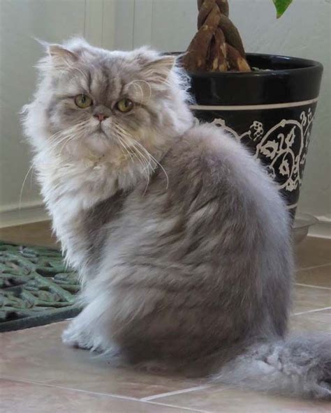 Mythicbells Persian Cats & Kittens | Cats, Persian cat, Pretty cats