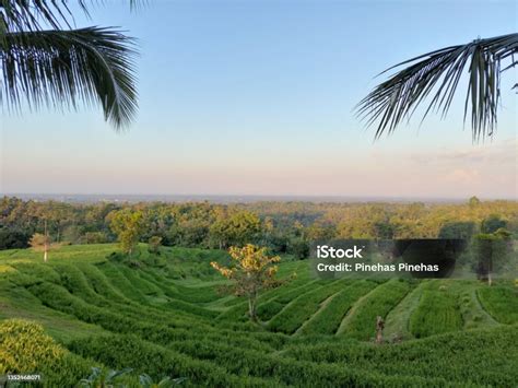 Sunrise Padi Field In Negara Bali Stock Photo - Download Image Now - Agricultural Field ...