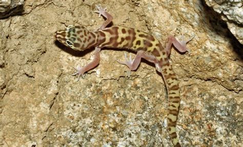 Desert Gecko | petmapz by Dr. Katz, Your veterinarian endorsed pet ...