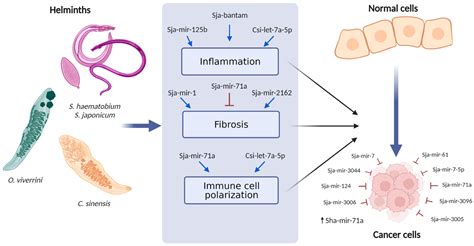 IJMS | Free Full-Text | Roles of microRNAs and Long Non-Coding RNAs Encoded by Parasitic ...