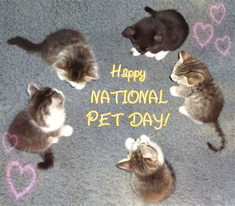 Happy National Pet Day Quotes - ShortQuotes.cc