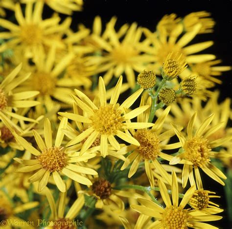 Common Ragwort photo WP13841