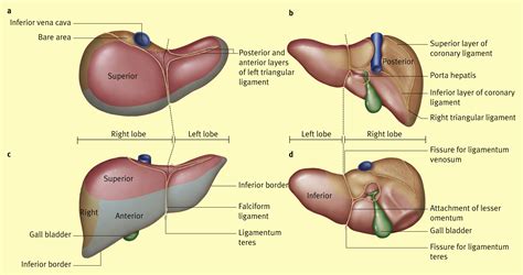 Anatomy of the liver - Surgery - Oxford International Edition