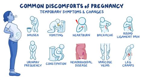 Anatomy and Physiology of Pregnancy - Osmosis Video Library